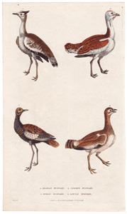 Bustards